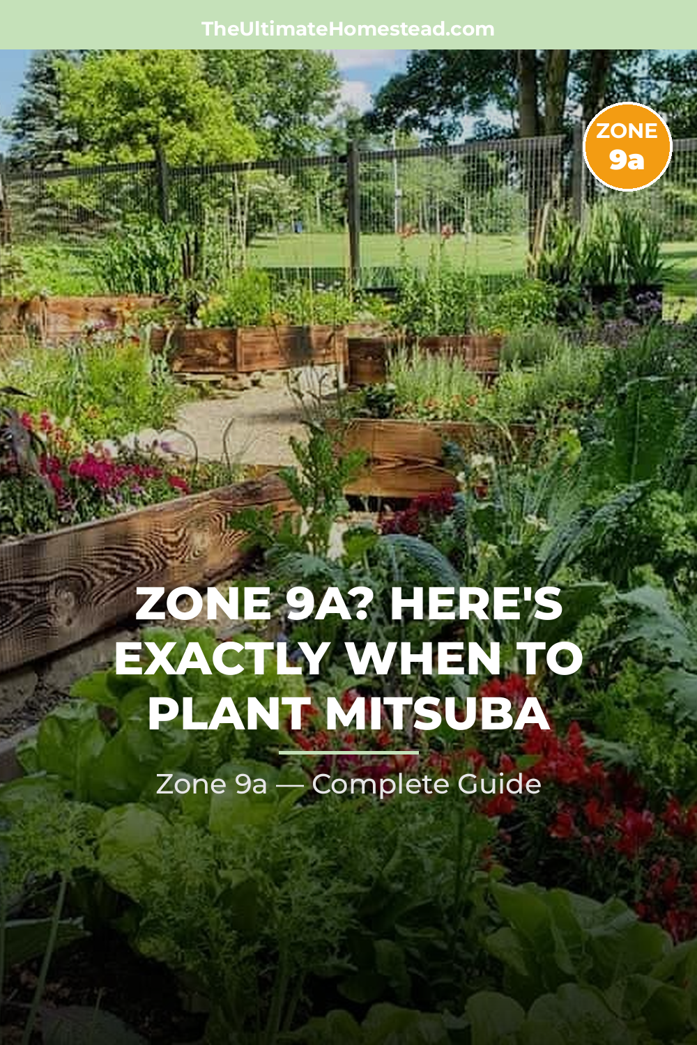 When to Plant Mitsuba in Zone 9a