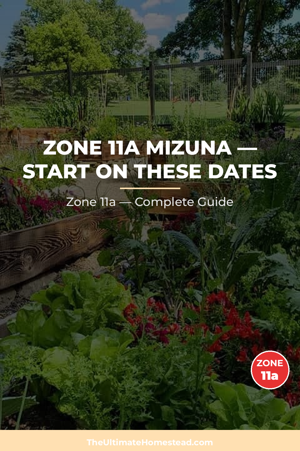 When to Plant Mizuna in Zone 11a