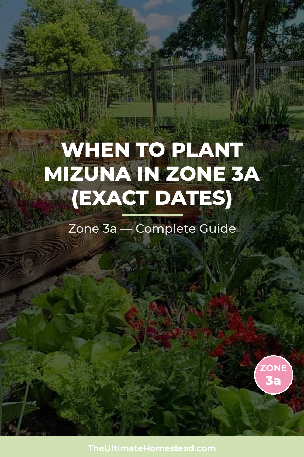 When to Plant Mizuna in Zone 3a