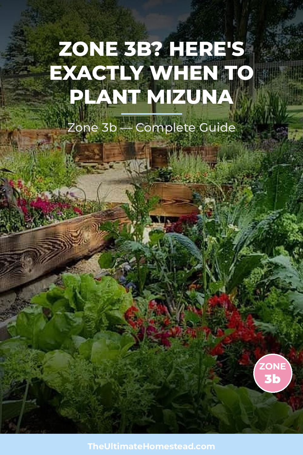 When to Plant Mizuna in Zone 3b