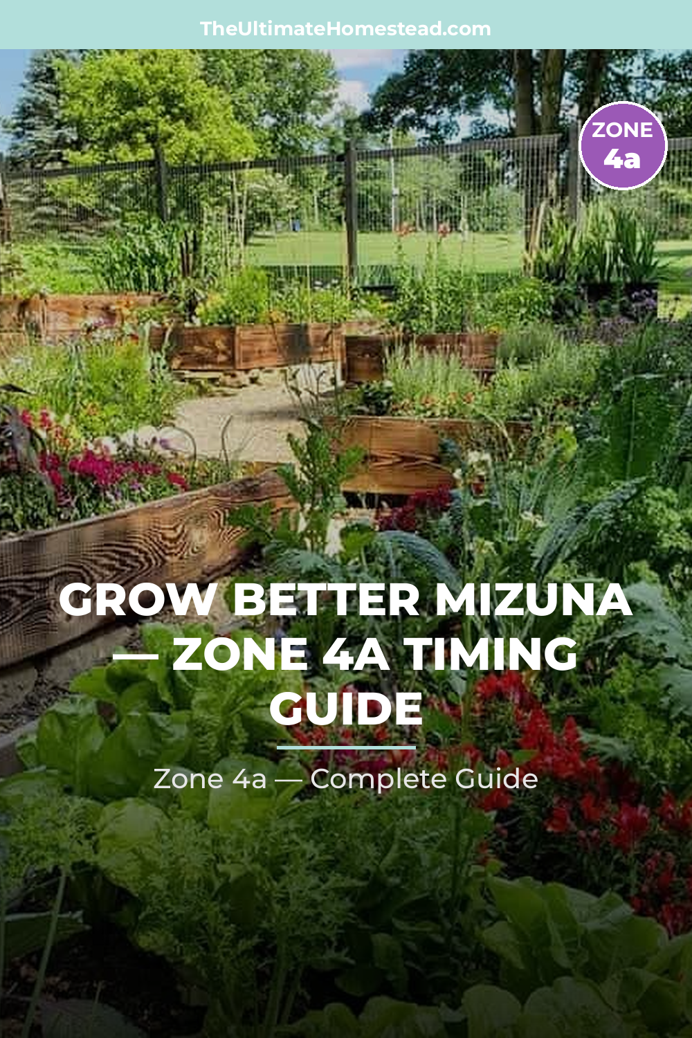 When to Plant Mizuna in Zone 4a