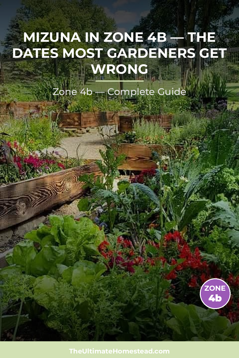 When to Plant Mizuna in Zone 4b