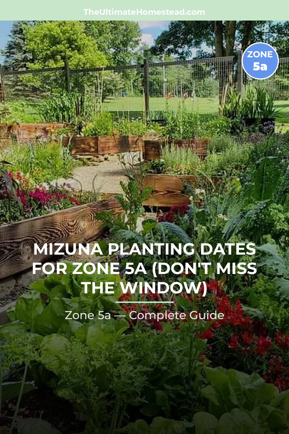 When to Plant Mizuna in Zone 5a