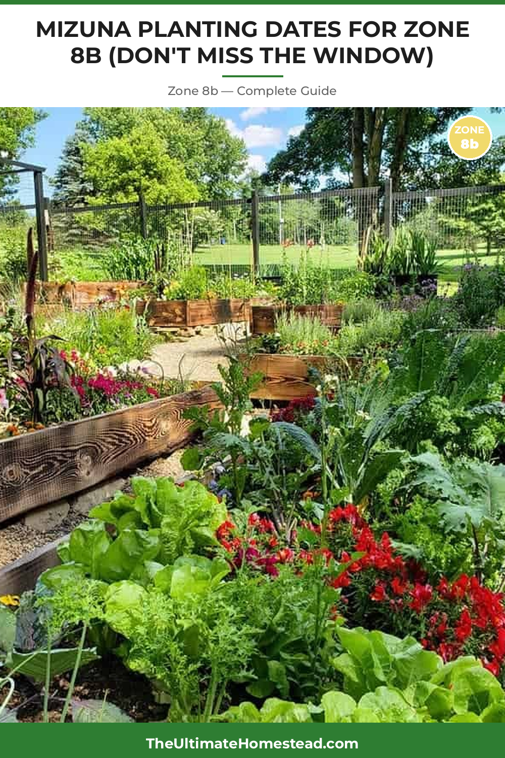 When to Plant Mizuna in Zone 8b