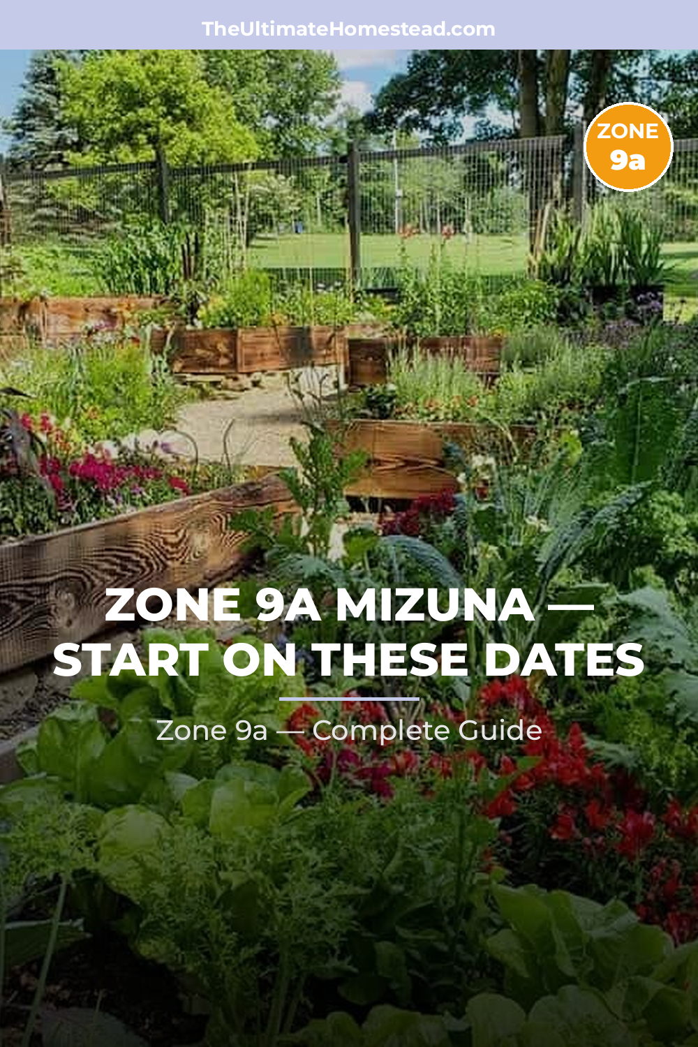 When to Plant Mizuna in Zone 9a