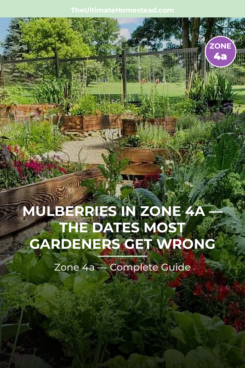 When to Plant Mulberries in Zone 4a