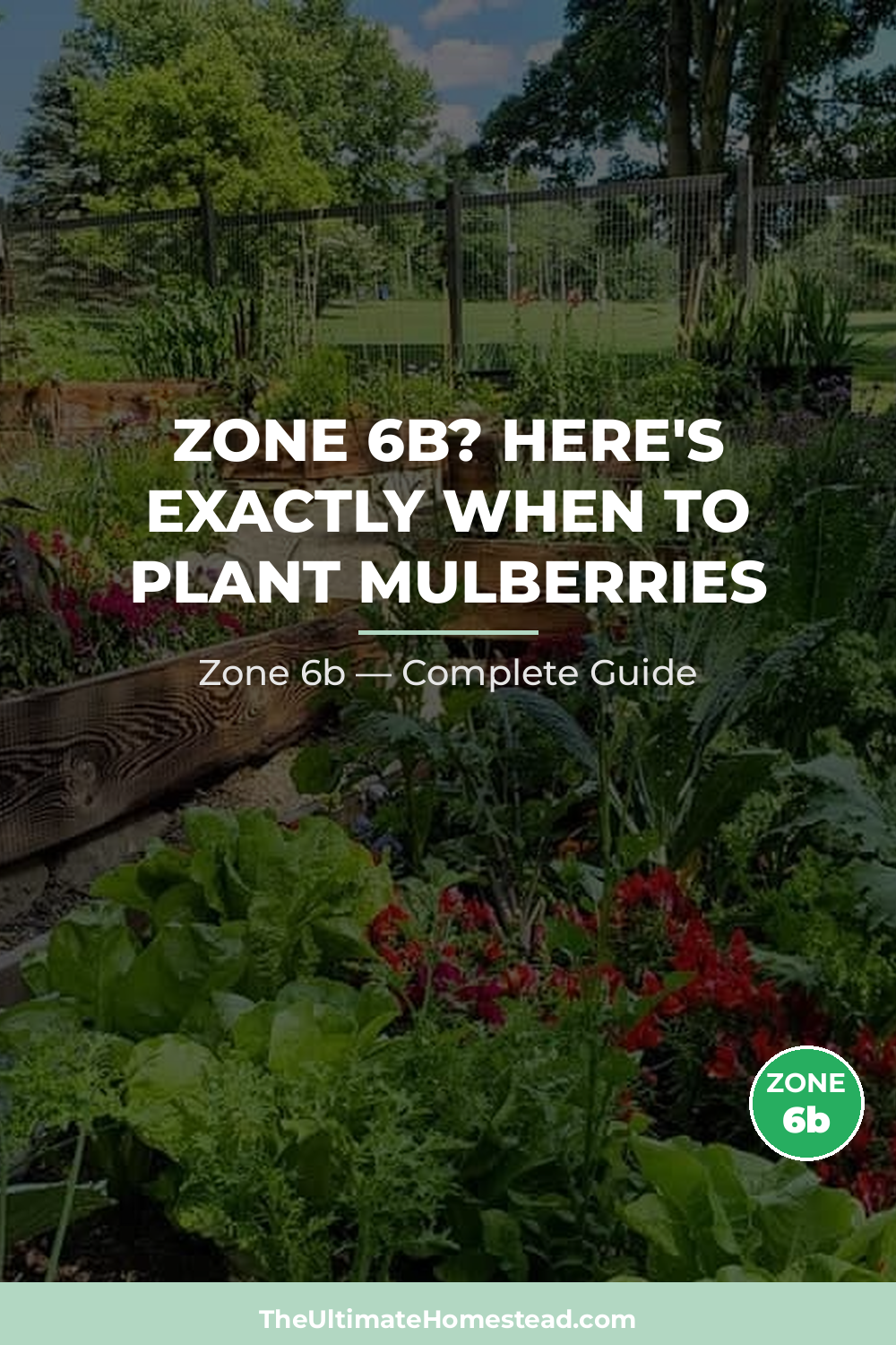 When to Plant Mulberries in Zone 6b