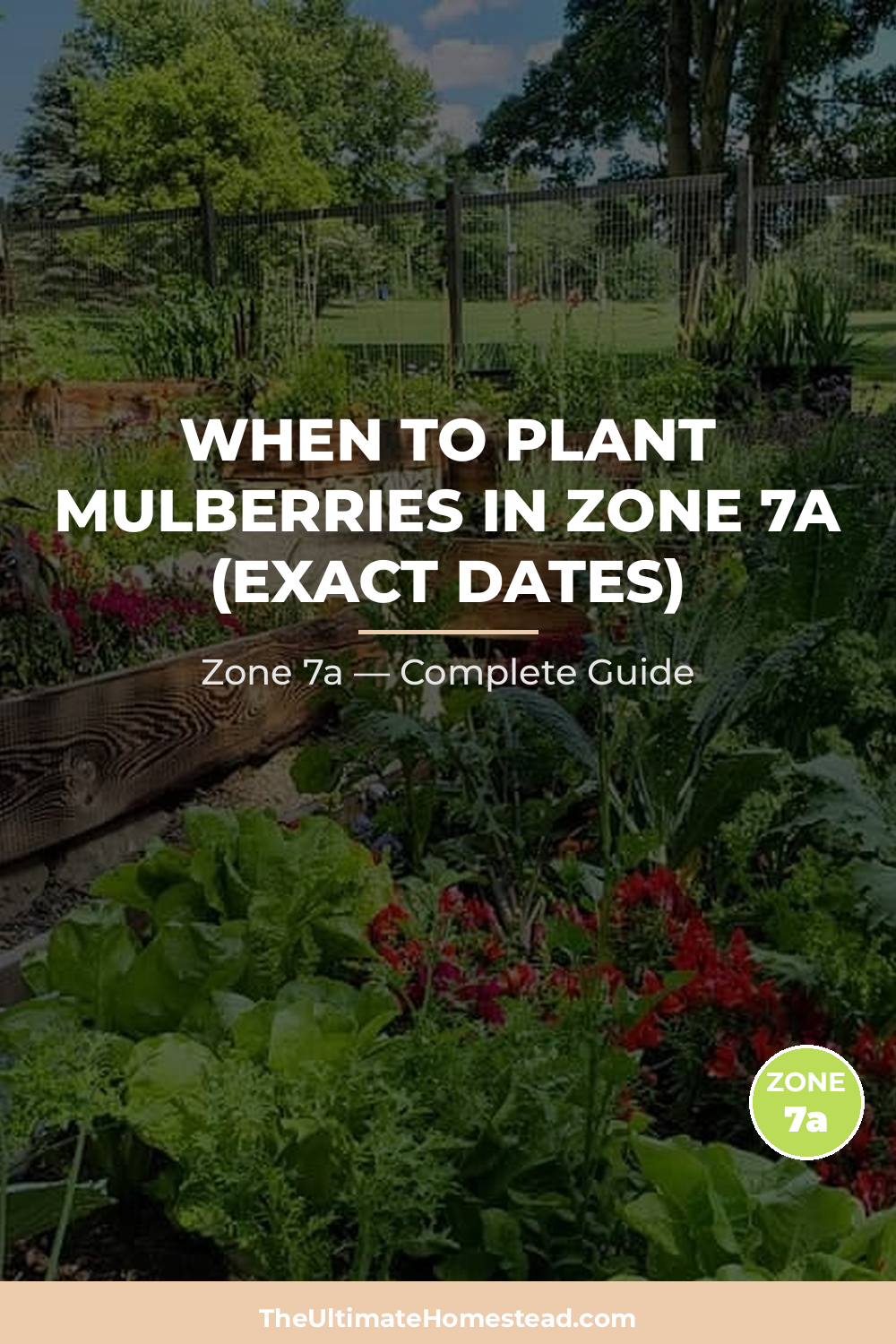 When to Plant Mulberries in Zone 7a