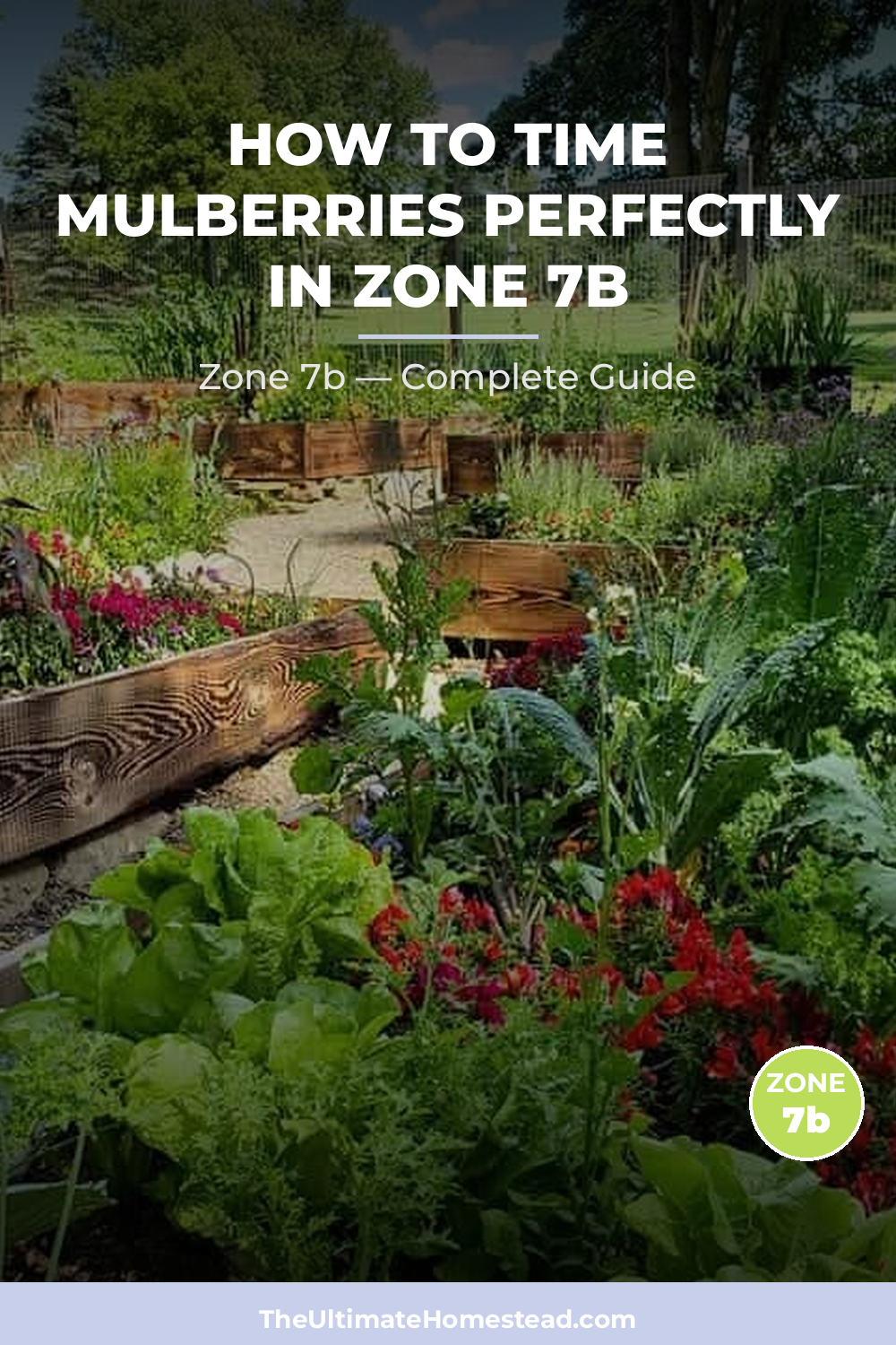When to Plant Mulberries in Zone 7b