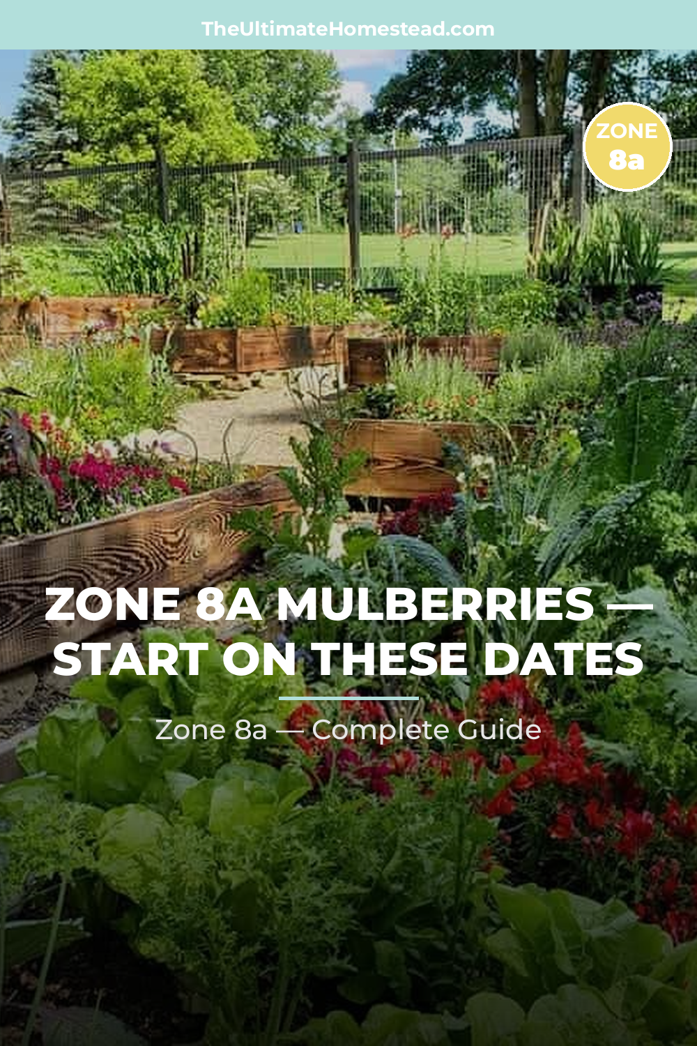 When to Plant Mulberries in Zone 8a