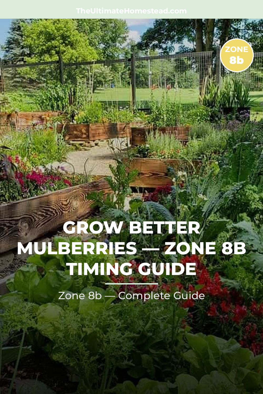 When to Plant Mulberries in Zone 8b