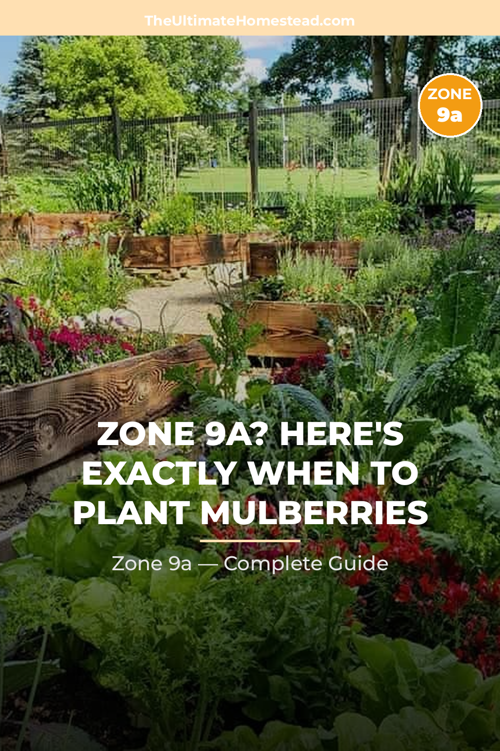 When to Plant Mulberries in Zone 9a