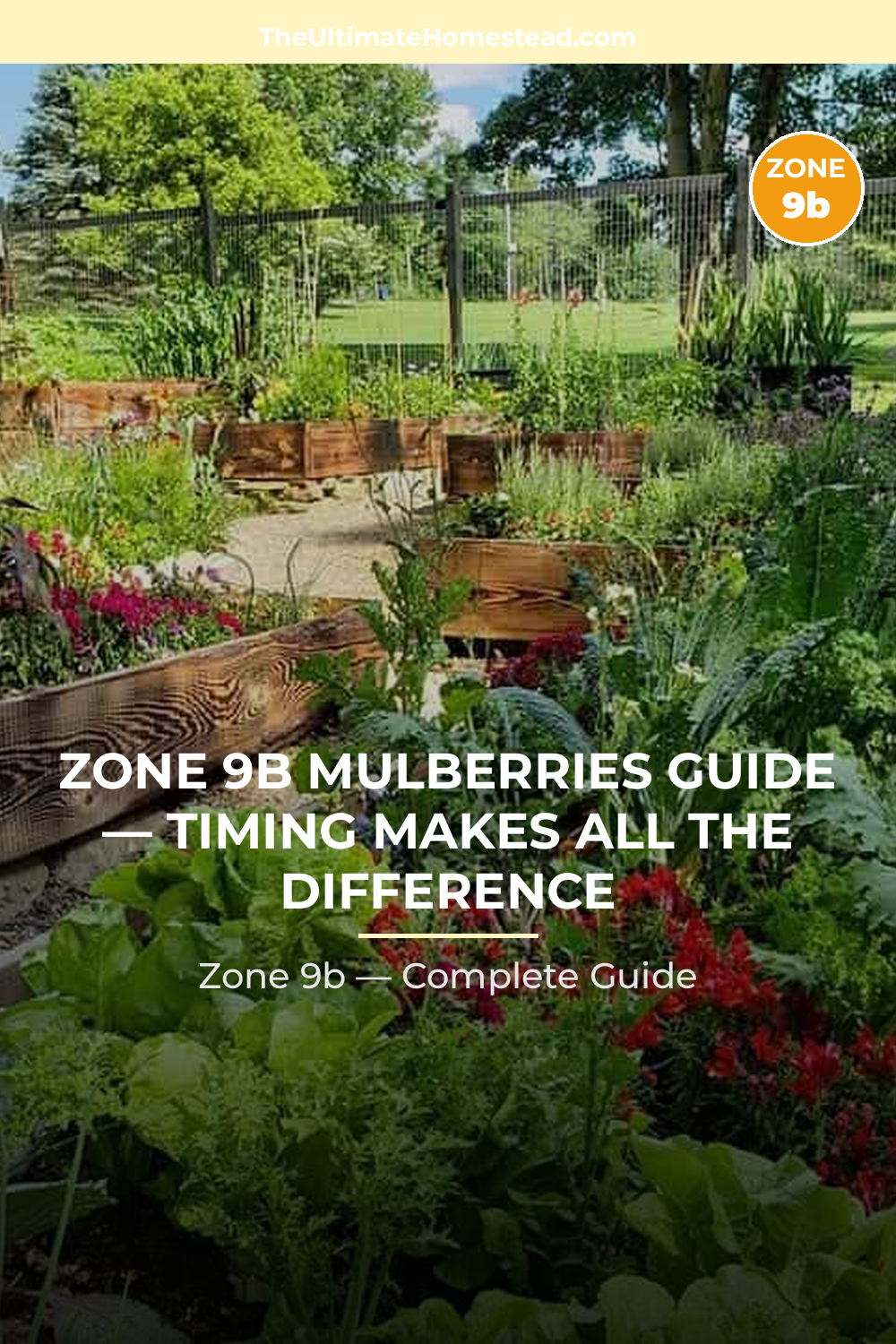 When to Plant Mulberries in Zone 9b