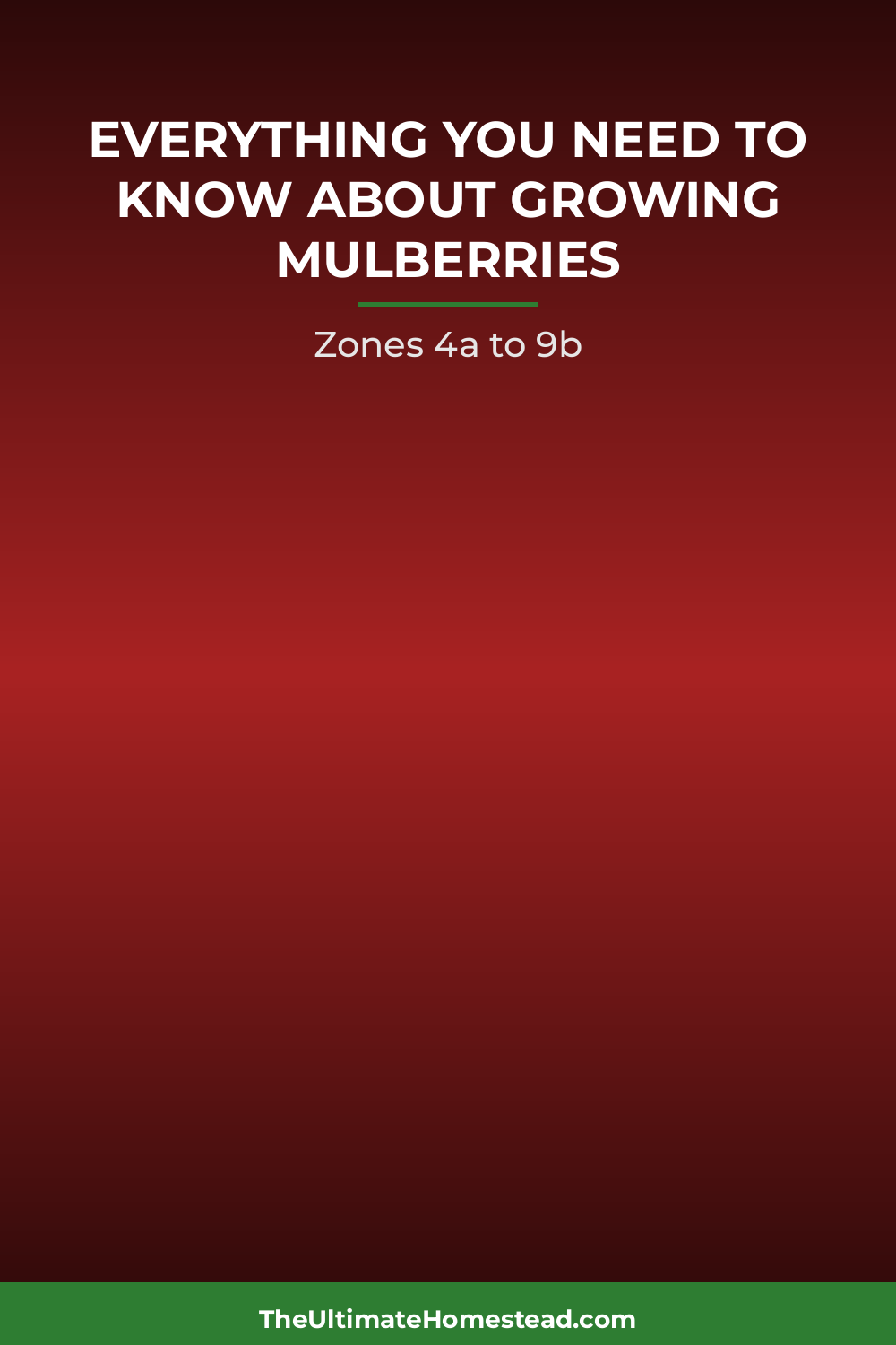 Mulberries Planting Guide
