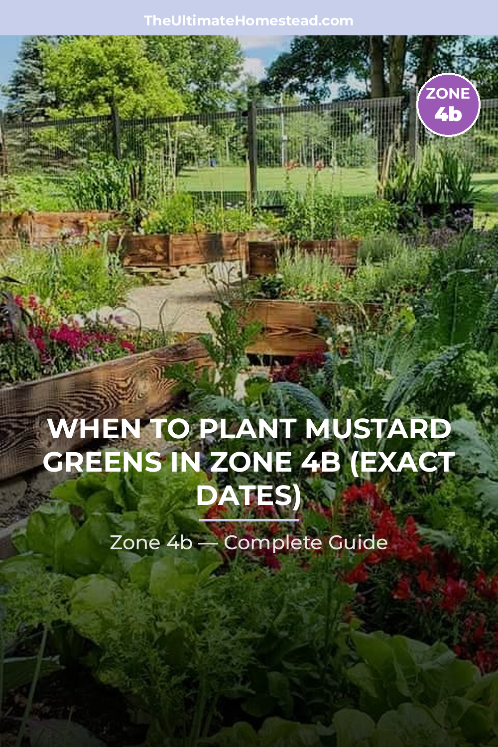 When to Plant Mustard Greens in Zone 4b