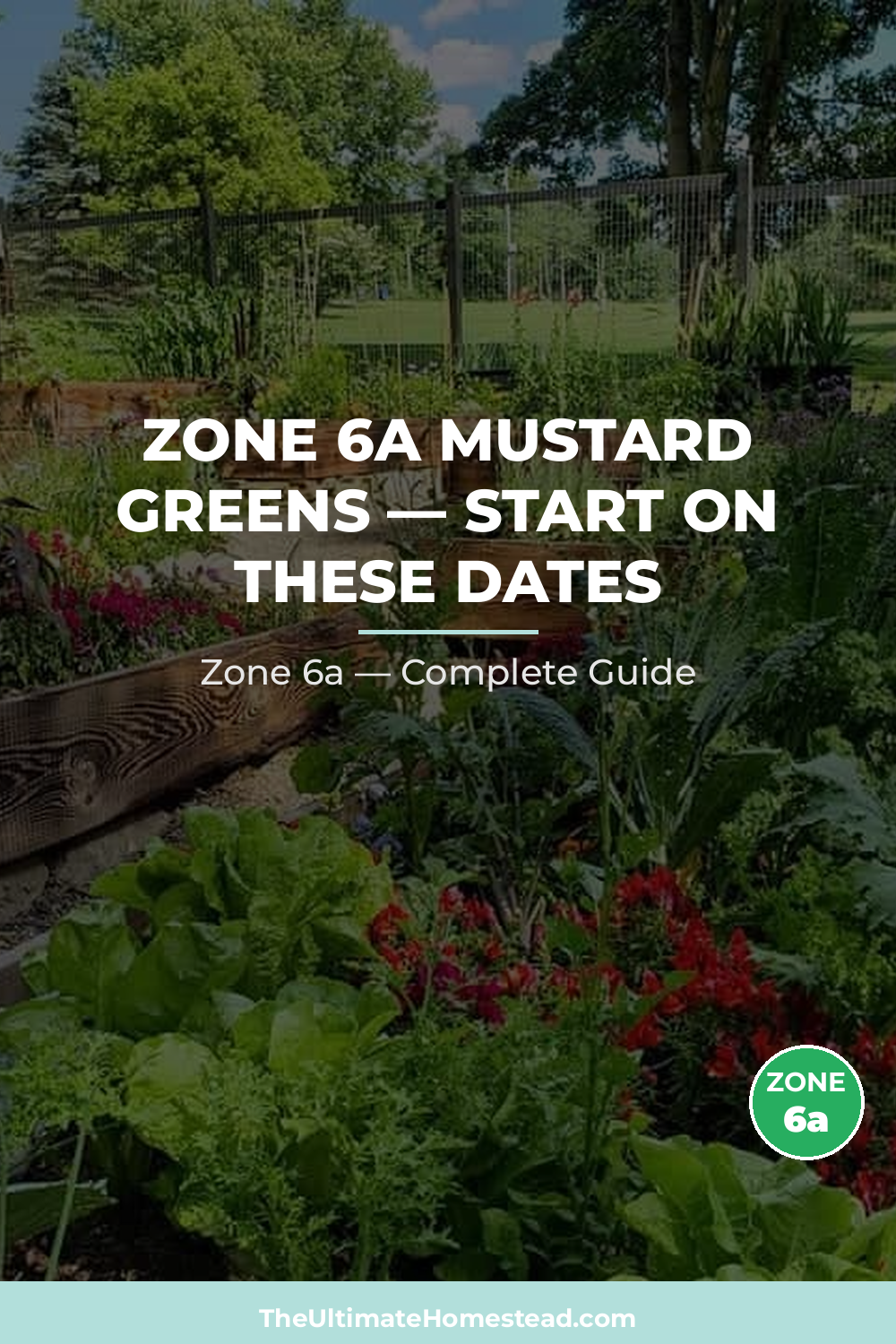 When to Plant Mustard Greens in Zone 6a