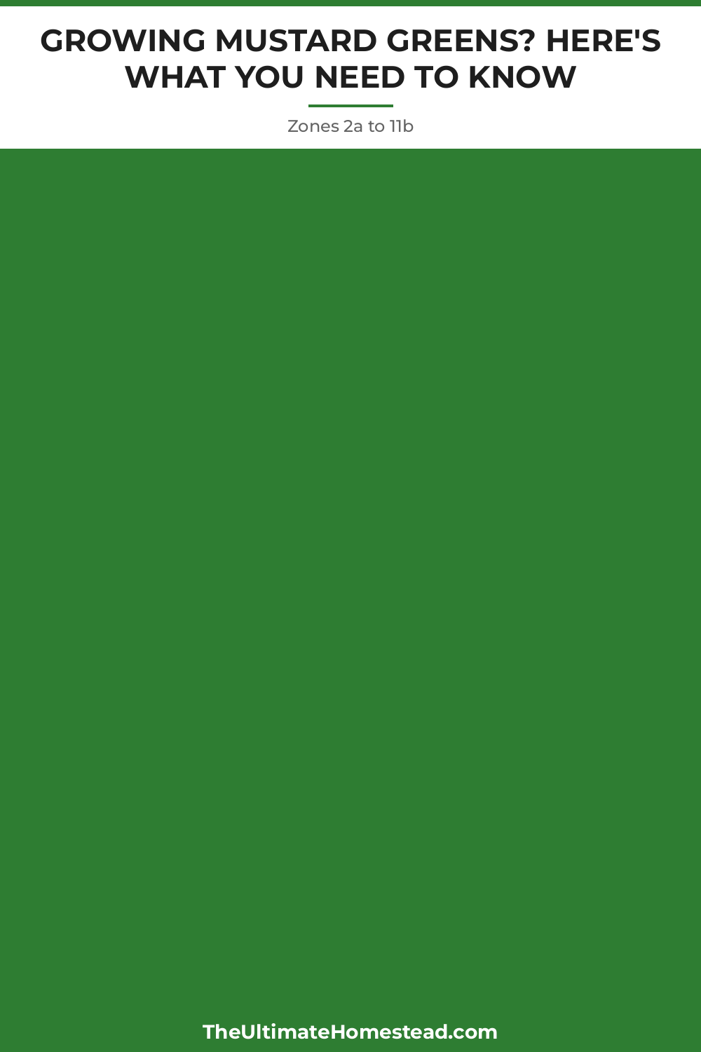 Mustard Greens Planting Guide