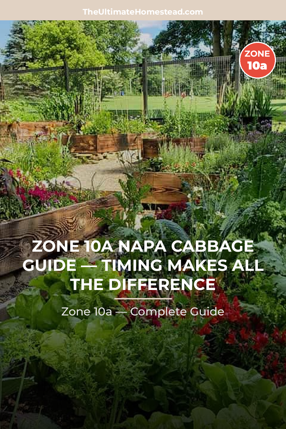 When to Plant Napa Cabbage in Zone 10a
