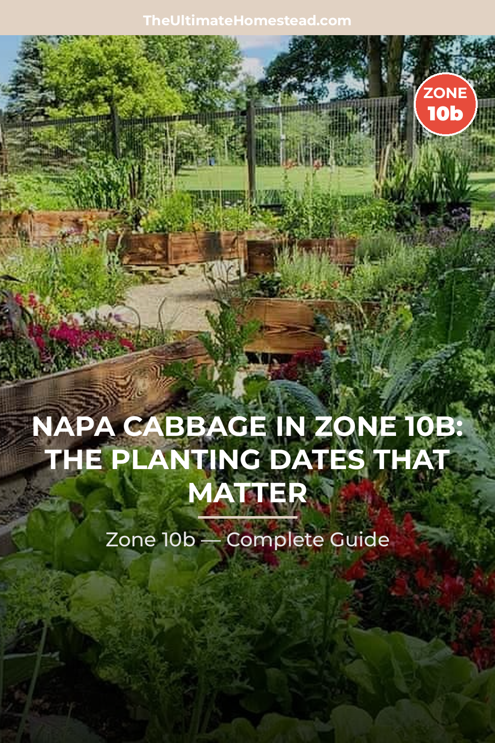 When to Plant Napa Cabbage in Zone 10b