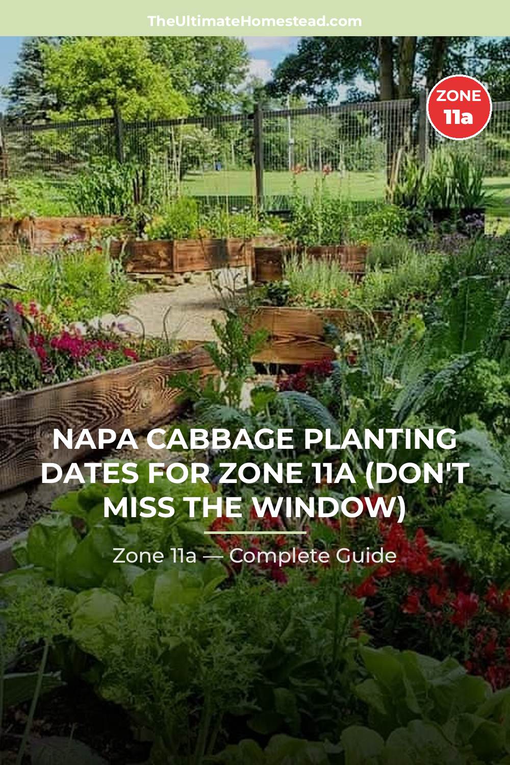 When to Plant Napa Cabbage in Zone 11a