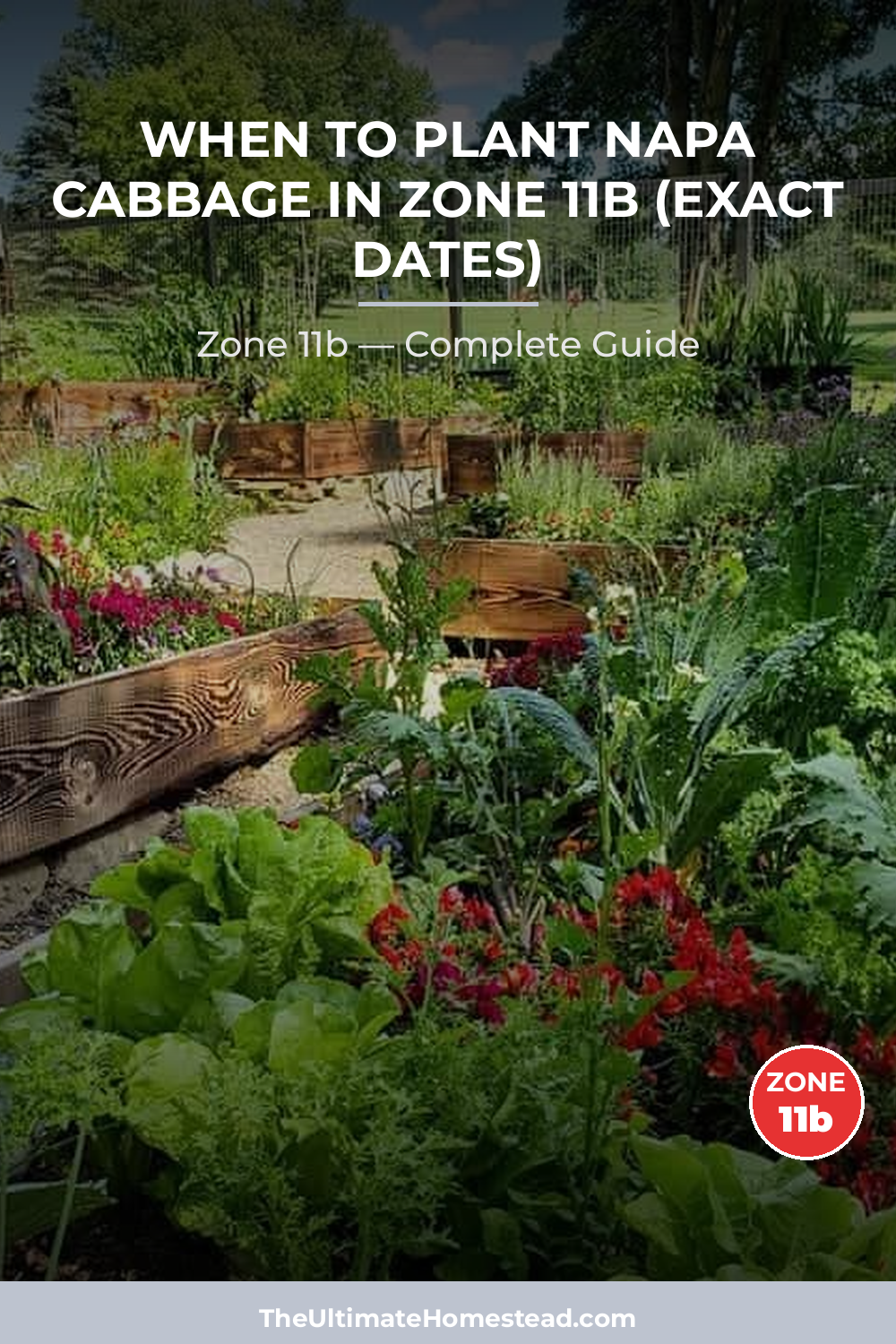 When to Plant Napa Cabbage in Zone 11b