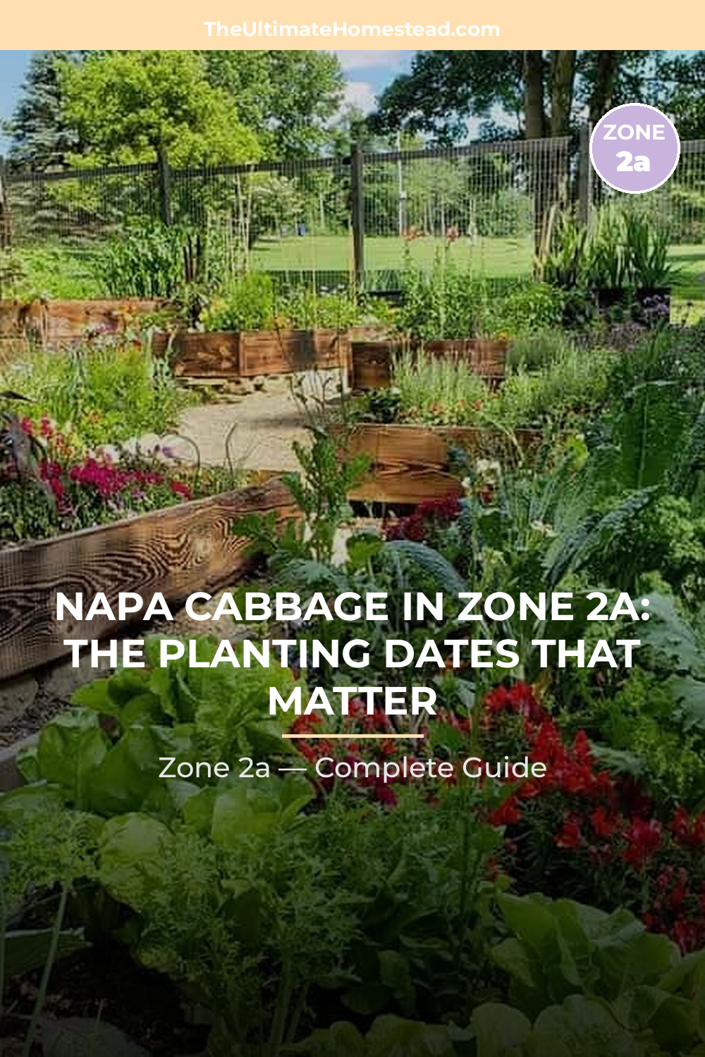 When to Plant Napa Cabbage in Zone 2a