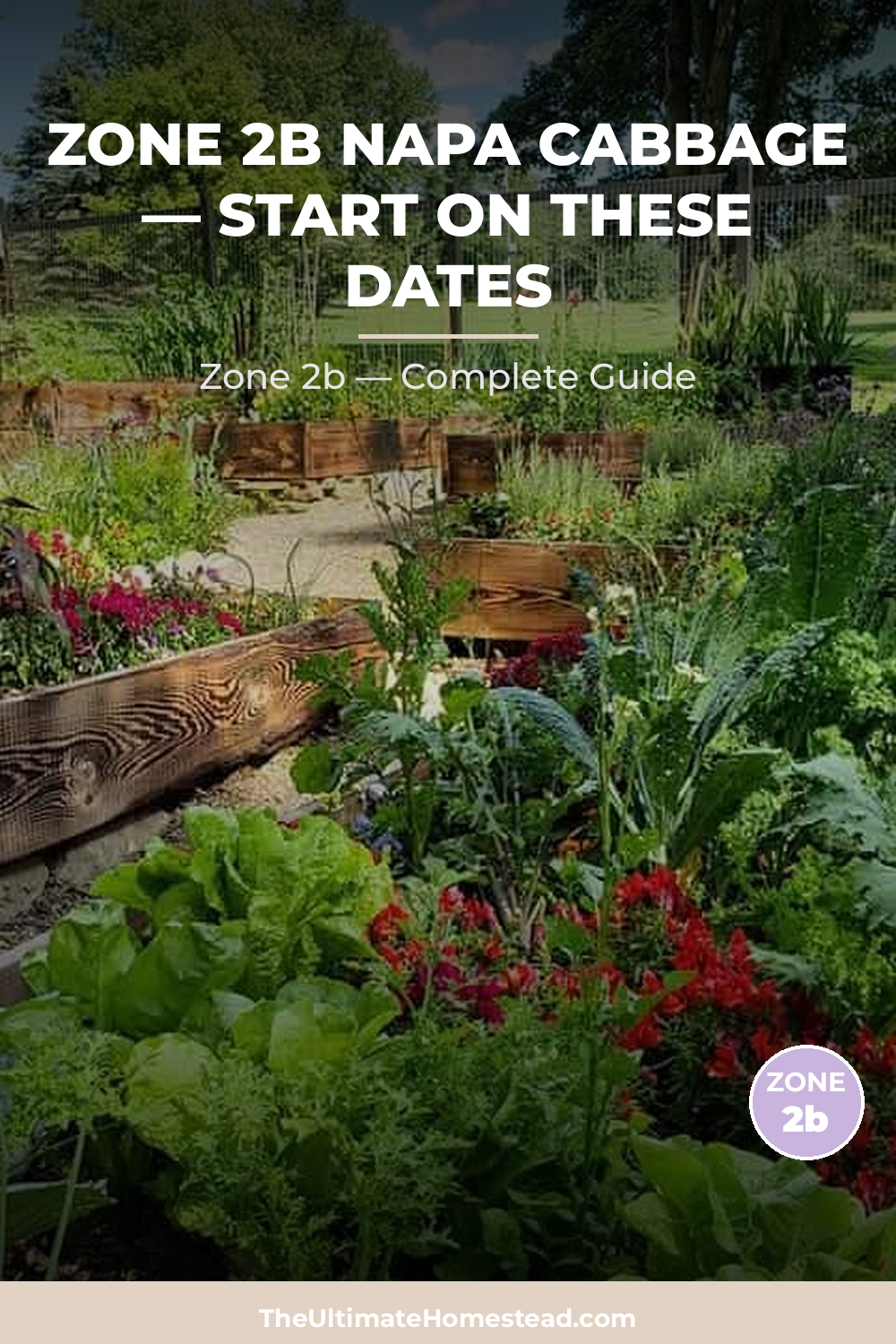 When to Plant Napa Cabbage in Zone 2b