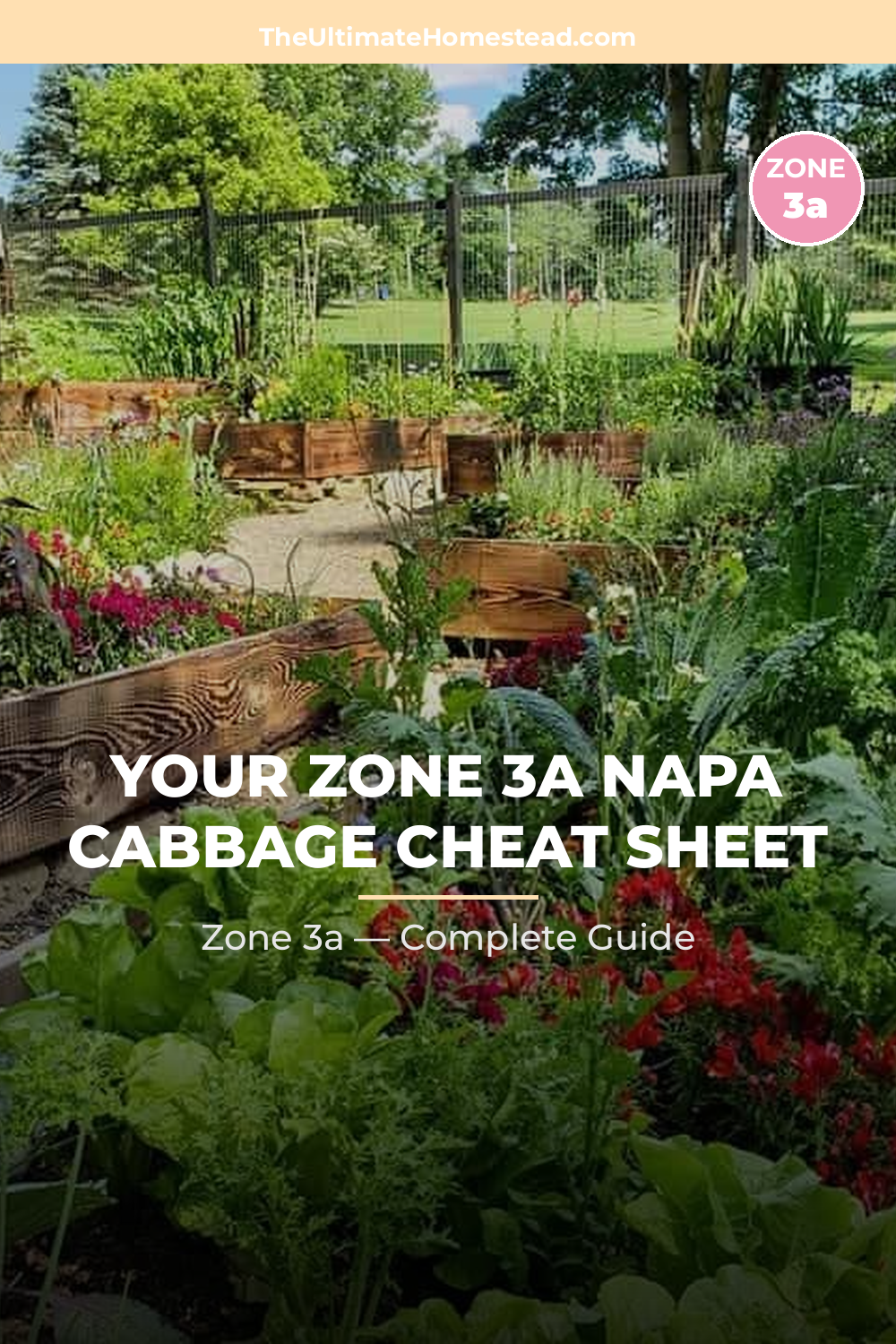 When to Plant Napa Cabbage in Zone 3a