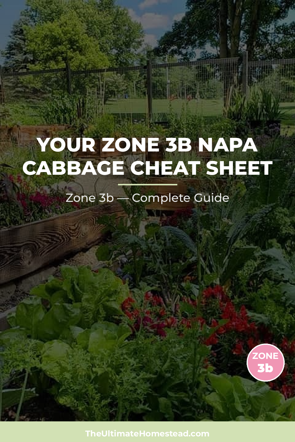 When to Plant Napa Cabbage in Zone 3b