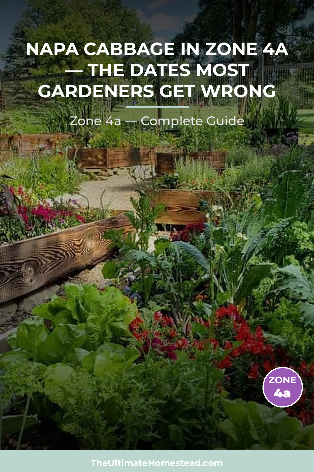 When to Plant Napa Cabbage in Zone 4a