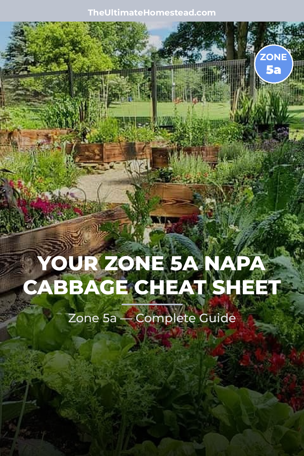 When to Plant Napa Cabbage in Zone 5a