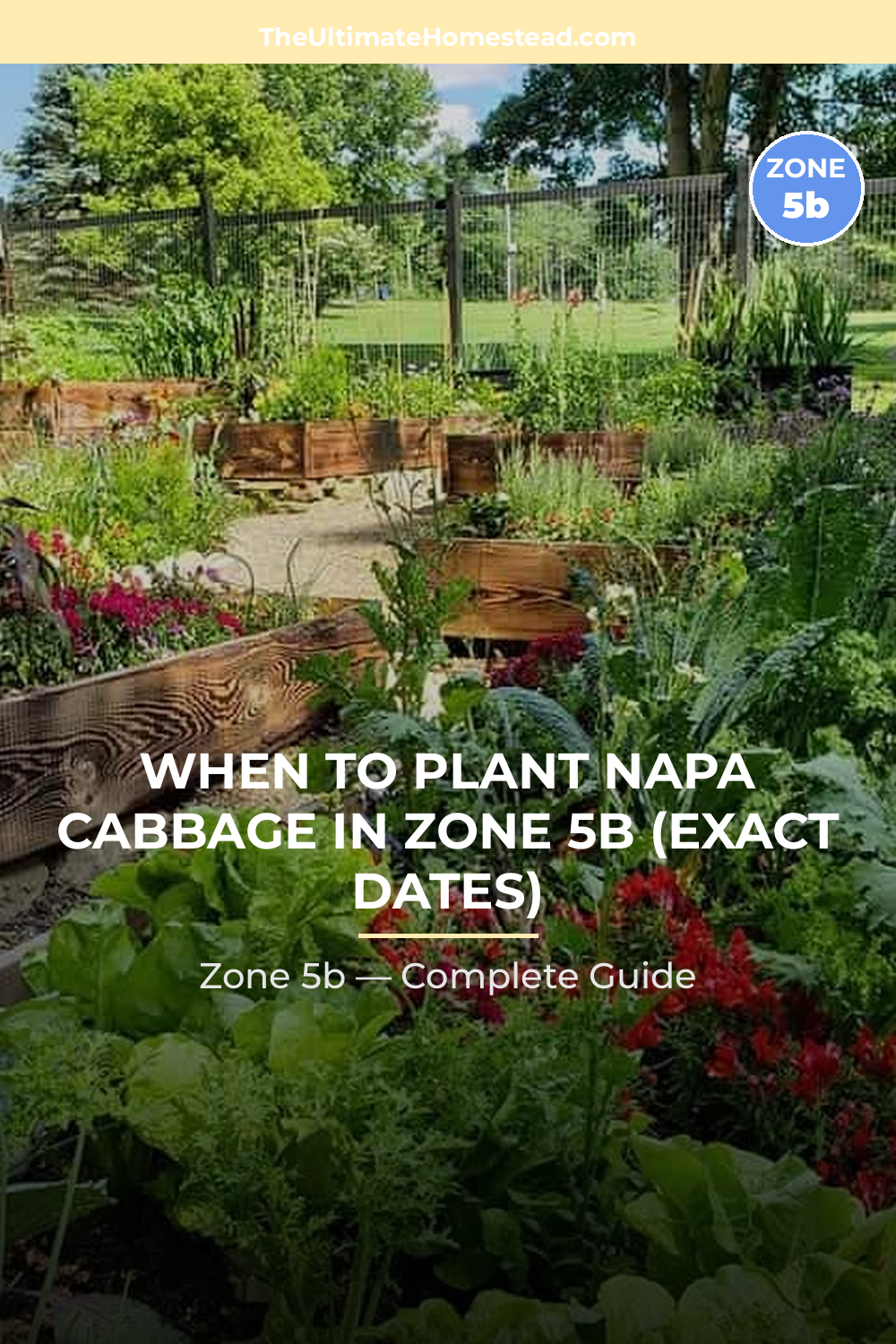When to Plant Napa Cabbage in Zone 5b
