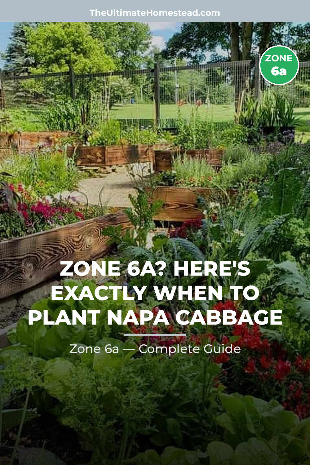 When to Plant Napa Cabbage in Zone 6a