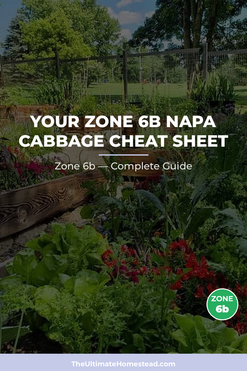 When to Plant Napa Cabbage in Zone 6b