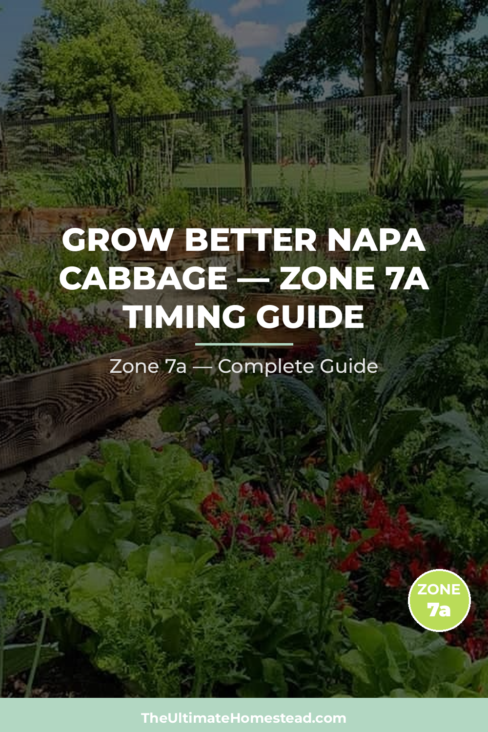When to Plant Napa Cabbage in Zone 7a