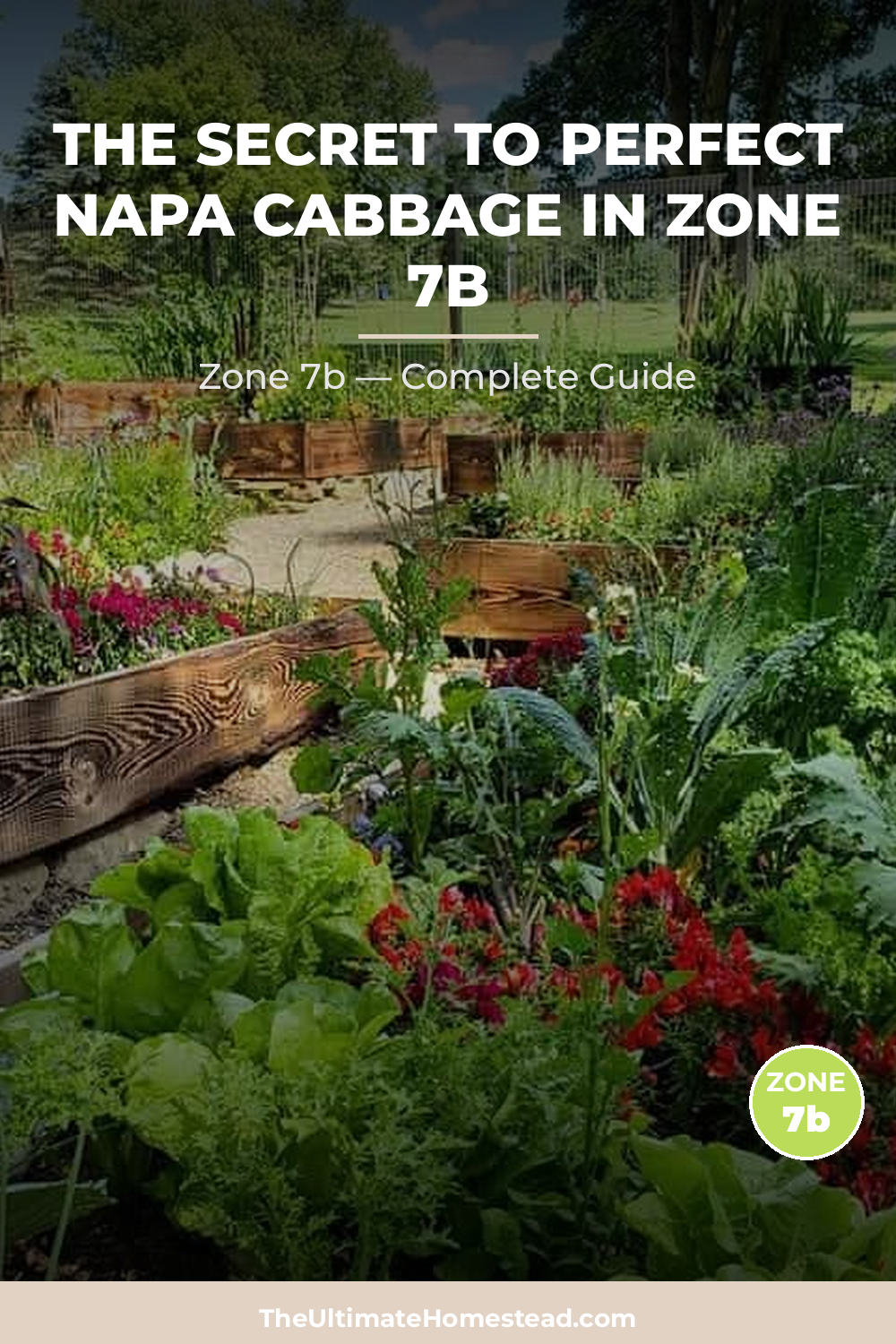 When to Plant Napa Cabbage in Zone 7b