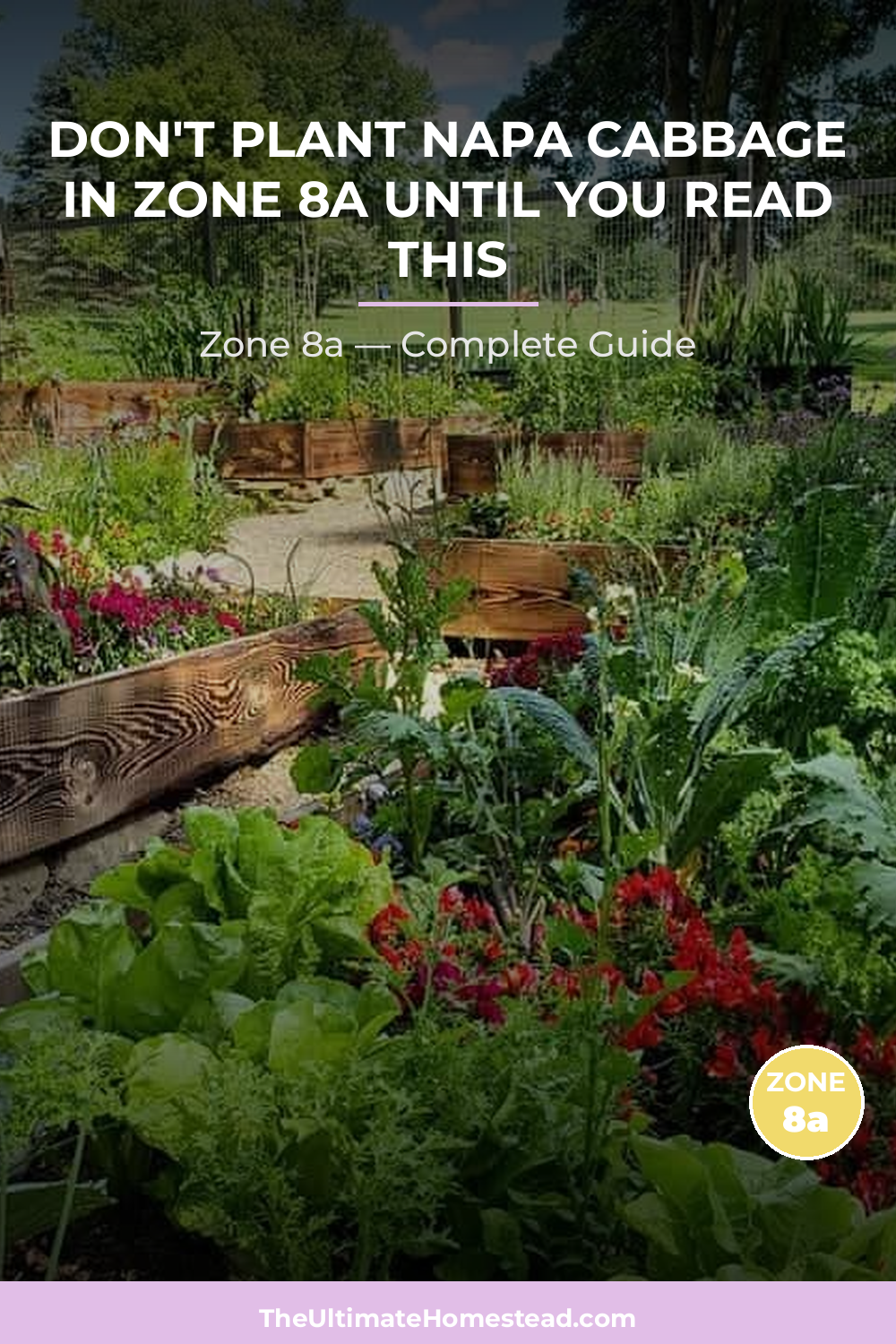 When to Plant Napa Cabbage in Zone 8a