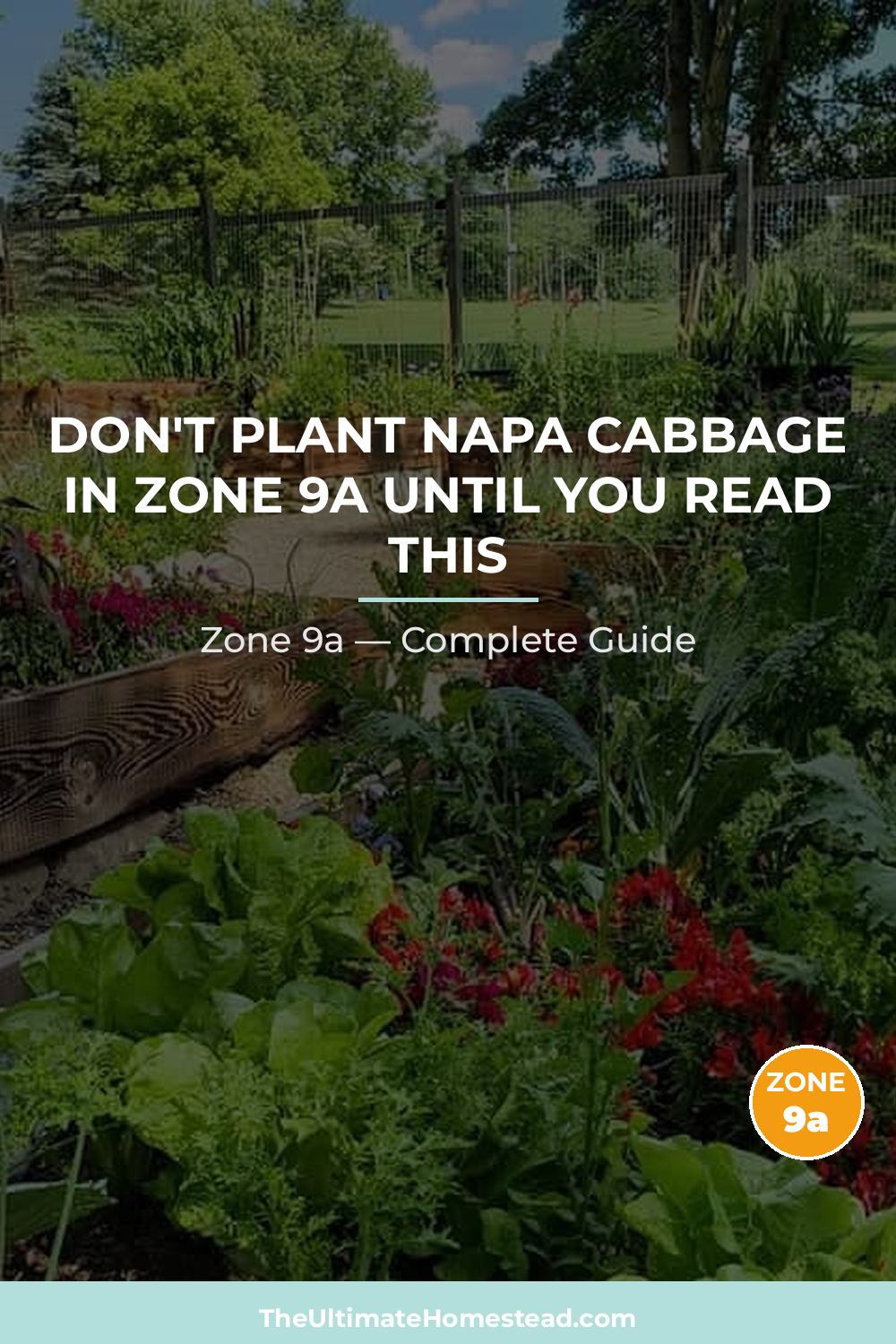 When to Plant Napa Cabbage in Zone 9a