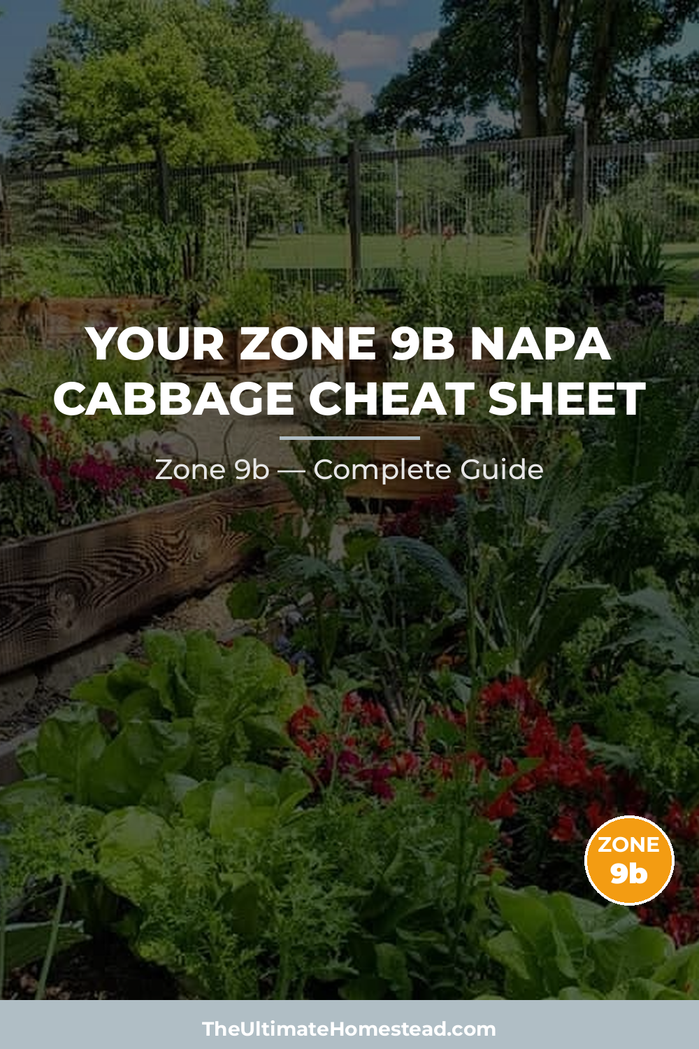 When to Plant Napa Cabbage in Zone 9b