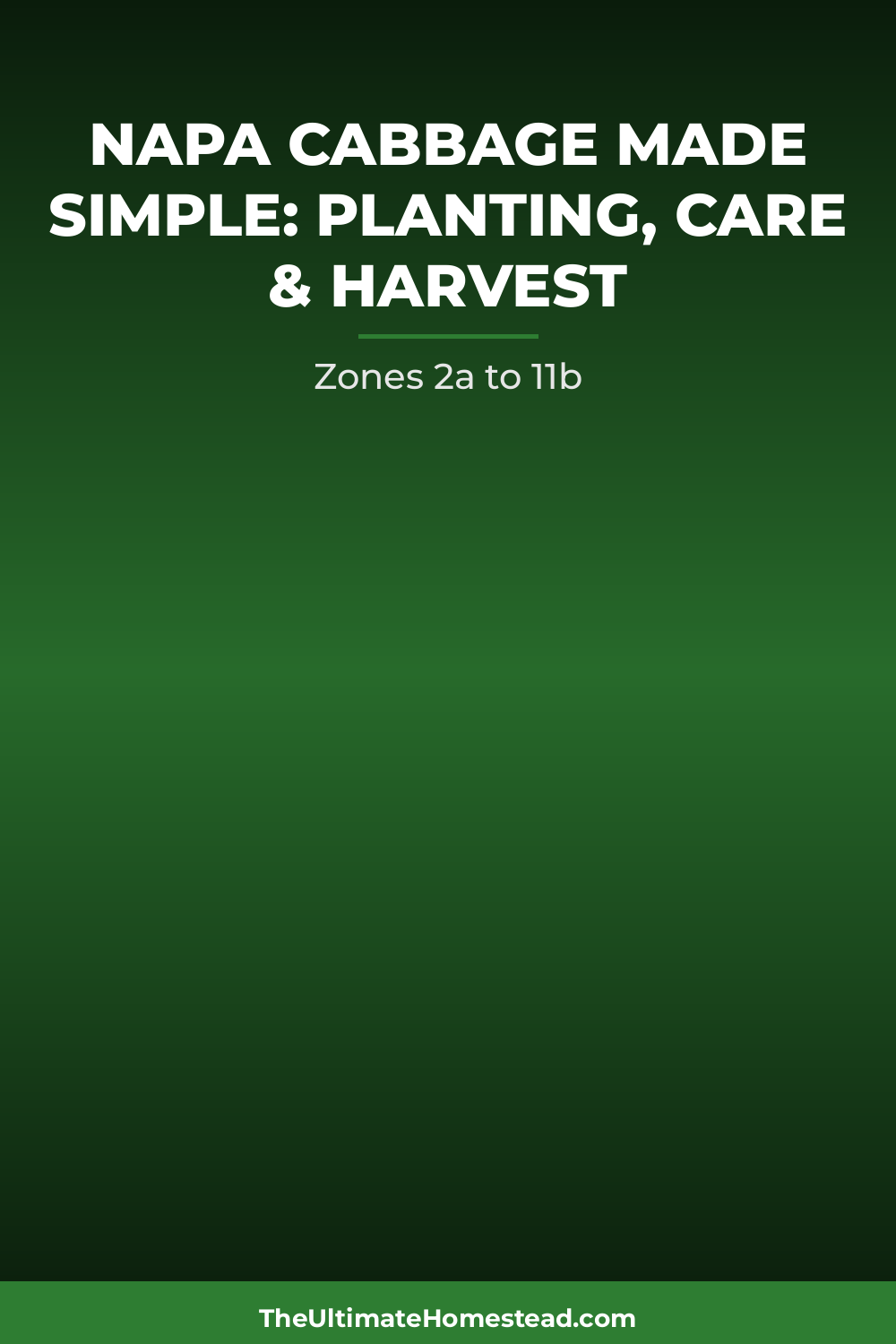 Napa Cabbage Planting Guide