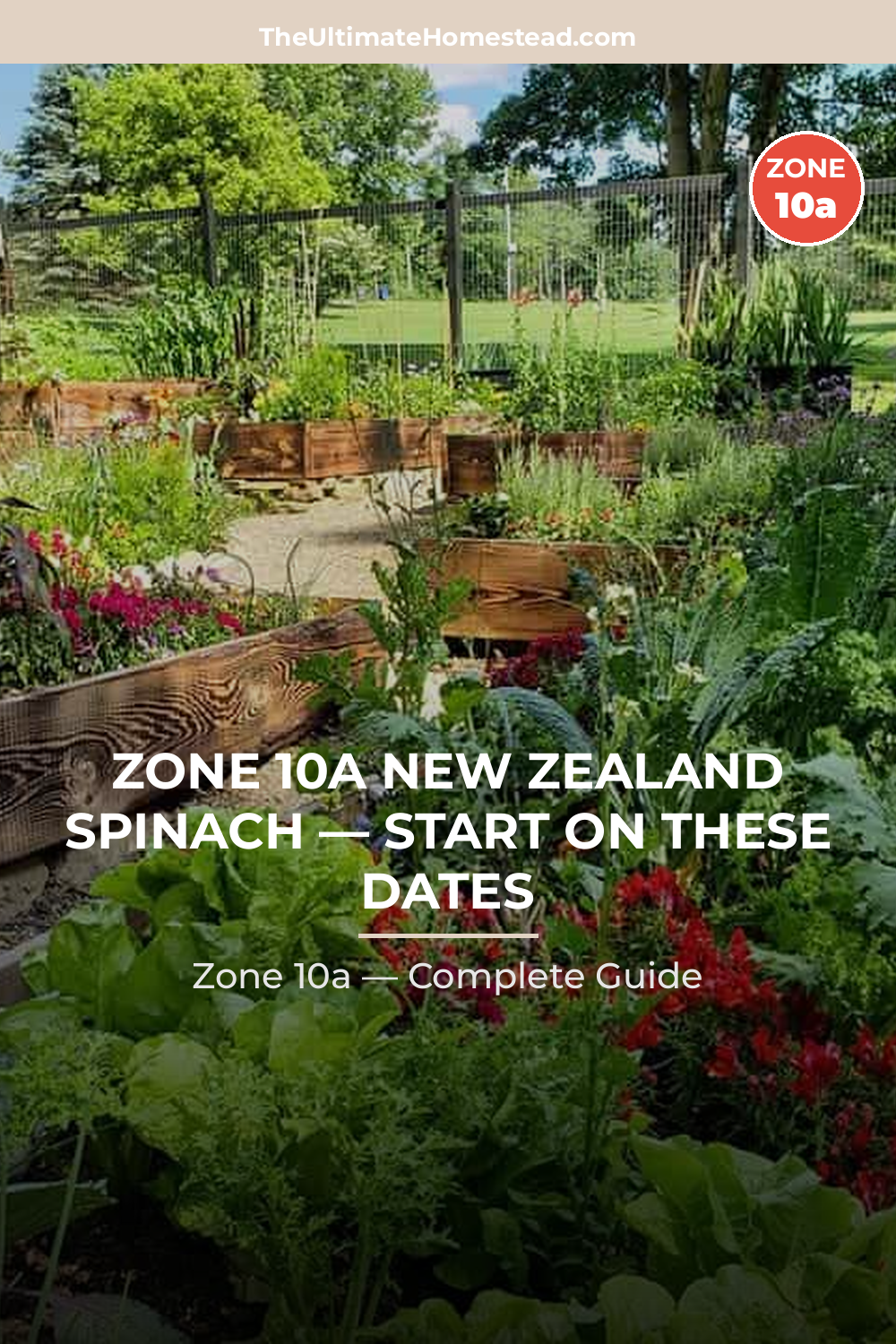 When to Plant New Zealand Spinach in Zone 10a