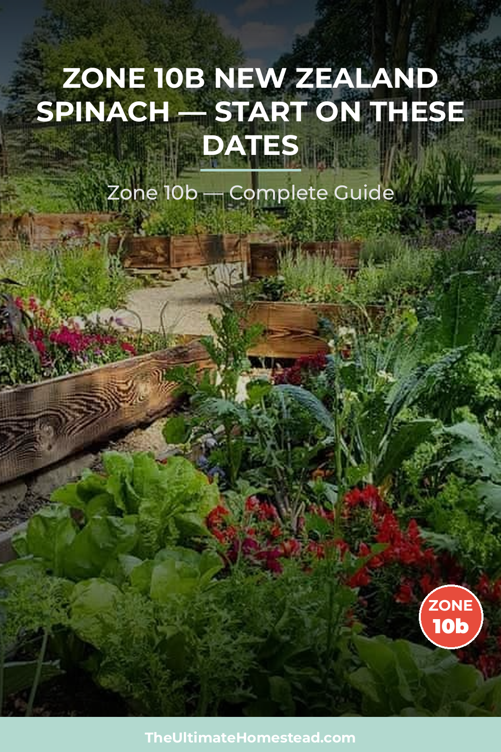 When to Plant New Zealand Spinach in Zone 10b