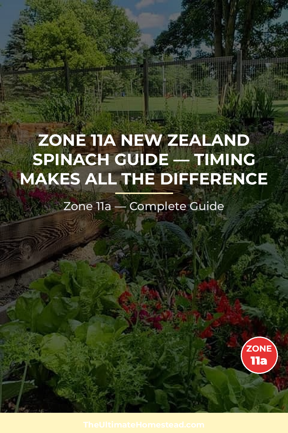 When to Plant New Zealand Spinach in Zone 11a