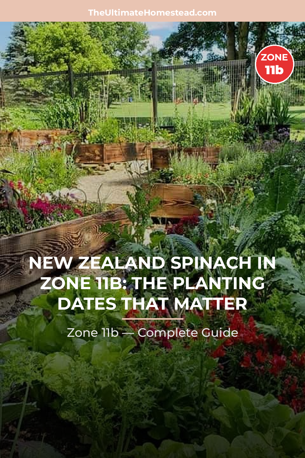 When to Plant New Zealand Spinach in Zone 11b