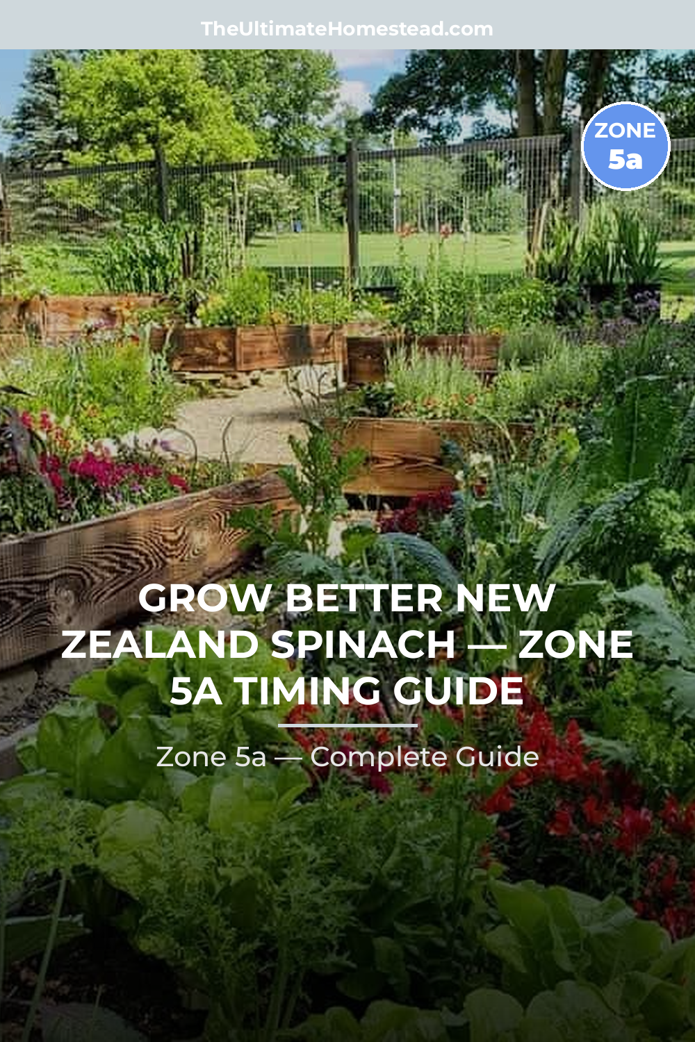 When to Plant New Zealand Spinach in Zone 5a