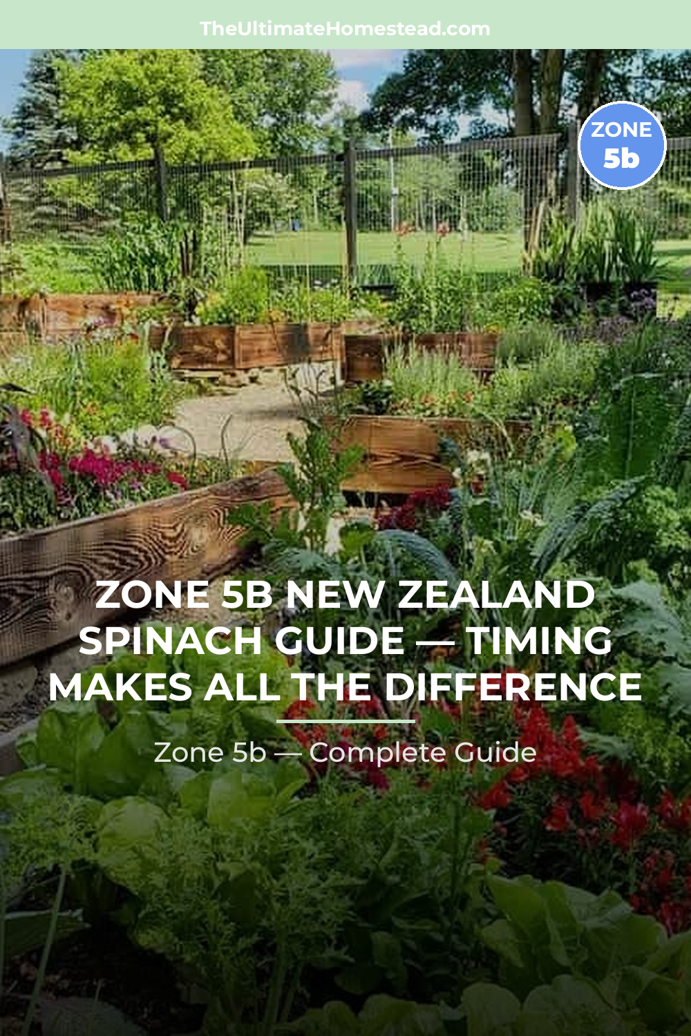 When to Plant New Zealand Spinach in Zone 5b