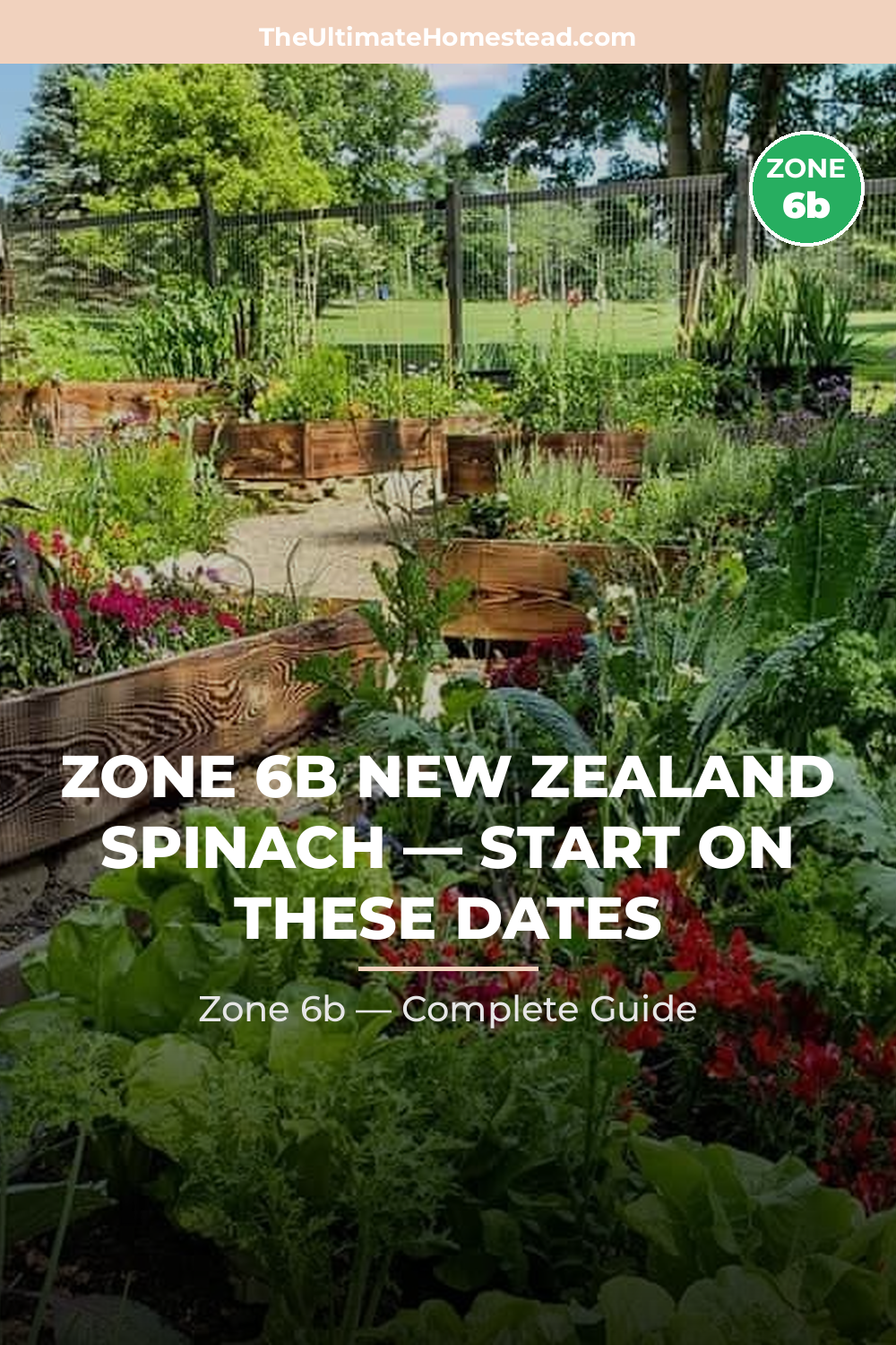 When to Plant New Zealand Spinach in Zone 6b