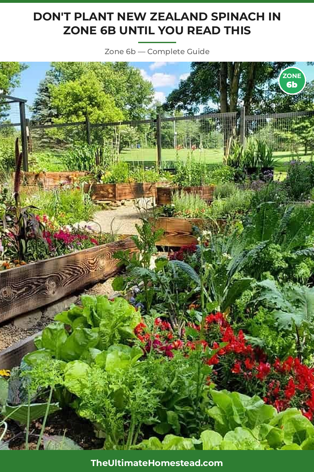 When to Plant New Zealand Spinach in Zone 6b