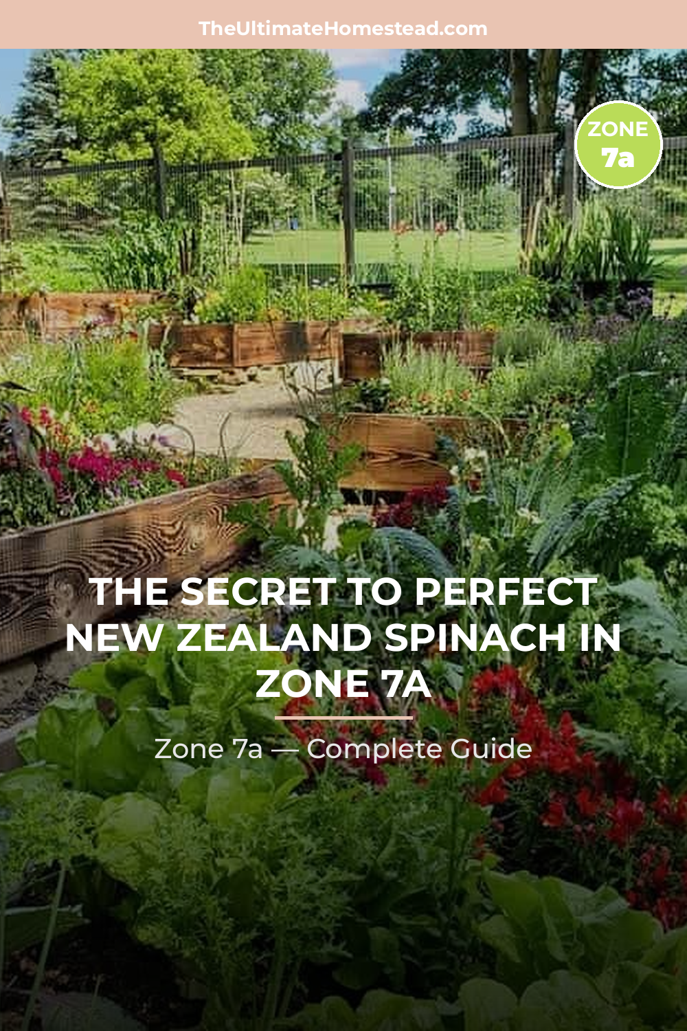 When to Plant New Zealand Spinach in Zone 7a