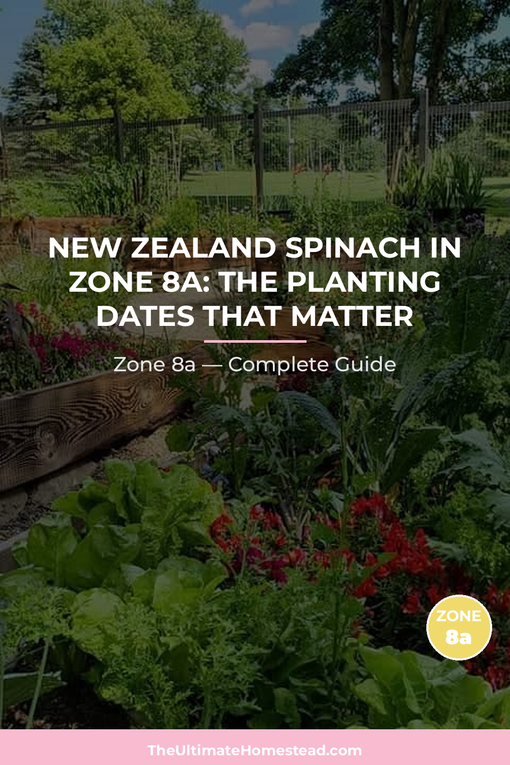 When to Plant New Zealand Spinach in Zone 8a